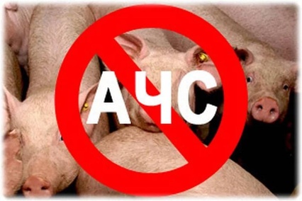На территории Волжского района установлен факт гибели свиней, инфицированных вирусом африканской чумы